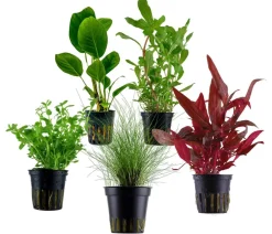Dehner Aqua Aquarienpflanzen-Set Einsteiger 212, 5-teilig Hot