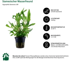 Dehner Aqua Aquarienpflanzen-Set Hintergrundbepflanzung 208, 5-teilig Outlet