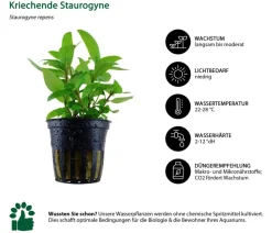 Dehner Aqua Aquarienpflanzen-Set Vordergrundbepflanzung 202, 5-teilig Grün Best