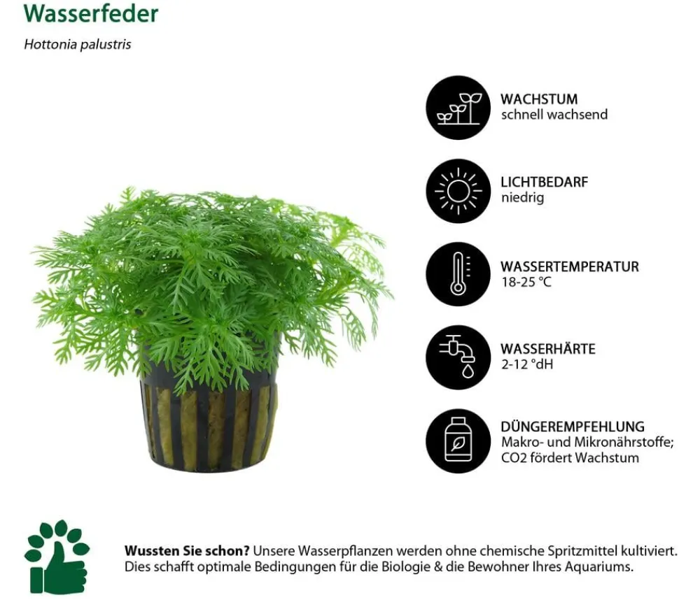 Dehner Aqua Aquarienpflanzen-Set Vordergrundbepflanzung 202, 5-teilig Grün Best