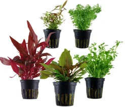 Dehner Aqua Aquarienpflanzen-Set Mittelgrundbepflanzung 206, 5-teilig Sale