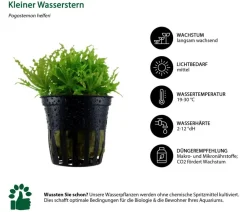 Dehner Aqua Aquarienpflanzen-Set Vordergrundbepflanzung 225, 5-teilig Grün Best