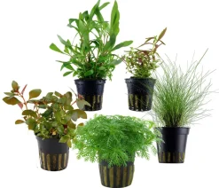 Dehner Aqua Aquariumpflanzen - Aquarienpflanzen-Set Vordergrundbepflanzung 203, 5-teilig Grün