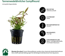 Dehner Aqua Aquariumpflanzen - Aquarienpflanzen-Set Einsteiger 211, 5-teilig Grün