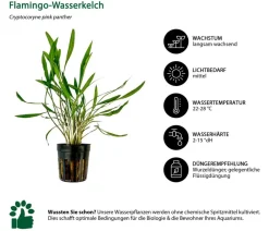 Dehner Aqua Aquariumpflanzen - Aquarienpflanzen-Set Mittelgrundbepflanzung 230, 3-teilig Grün