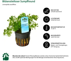 Dehner Aqua Aquariumpflanzen > Blütenstielloser Sumpffreund - Limnophila sessiliflora