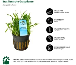 Dehner Aqua Aquariumpflanzen - Brasilianische Graspflanze - Lilaeopsis brasiliensis Grün