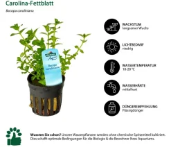 Dehner Aqua Aquariumpflanzen > Carolina-Fettblatt - Bacopa caroliniana