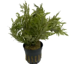 Dehner Aqua Indischer Wasserwedel - Hygrophila difformis Grün