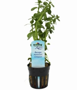 Dehner Aqua Aquariumpflanzen > Kleines Fettblatt - Bacopa crenta monnierii