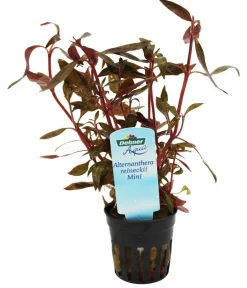 Dehner Aqua Aquariumpflanzen - Kleines Papageienblatt - Alternanthera reineckii