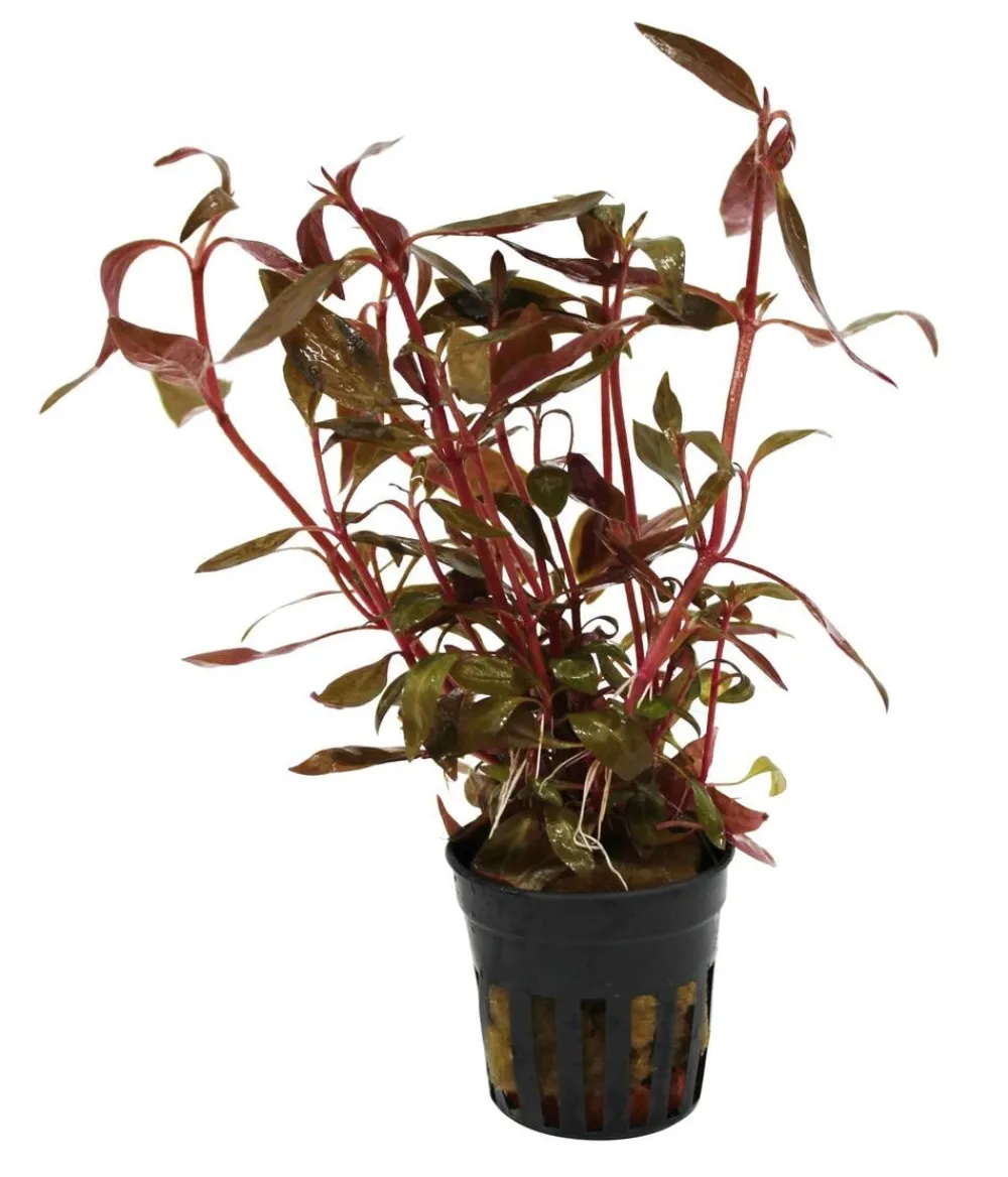 Dehner Aqua Aquariumpflanzen - Kleines Papageienblatt - Alternanthera reineckii