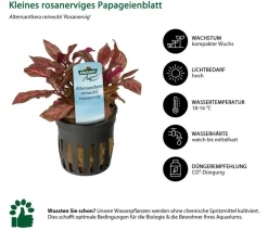 Dehner Aqua Aquariumpflanzen - Kleines nerviges Papageienblatt - Alternanthera Reineckii nervig