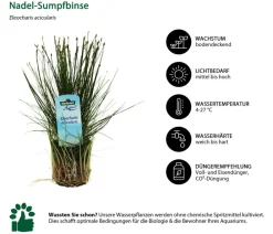 Dehner Aqua Nadel-Sumpfbinse - Eleocharis acicularis Grün Clearance