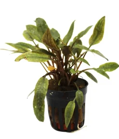 Dehner Aqua Aquariumpflanzen > Petchs Wasserkelch - Cryptocoryne Petchii