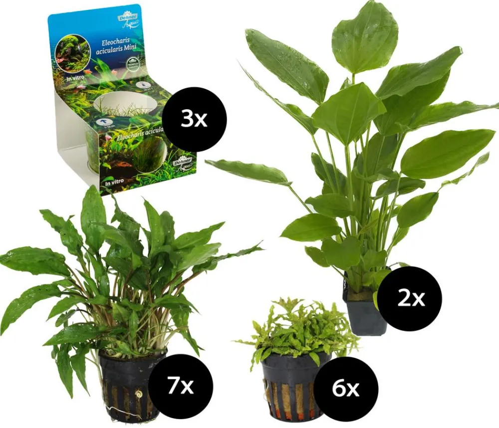 Dehner Aqua Premium Aquariumpflanzen > Aquarienpflanzen-Set für JUWEL® AQUARIUM Lido 120 LED, 18-teilig