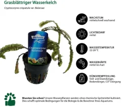 Dehner Aqua Premium Aquariumpflanzen > Aquarienpflanzen-Set Cryptocorynen-Mix, 10-teilig