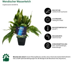 Dehner Aqua Premium Aquariumpflanzen > Aquarienpflanzen-Set Cryptocorynen-Mix, 10-teilig