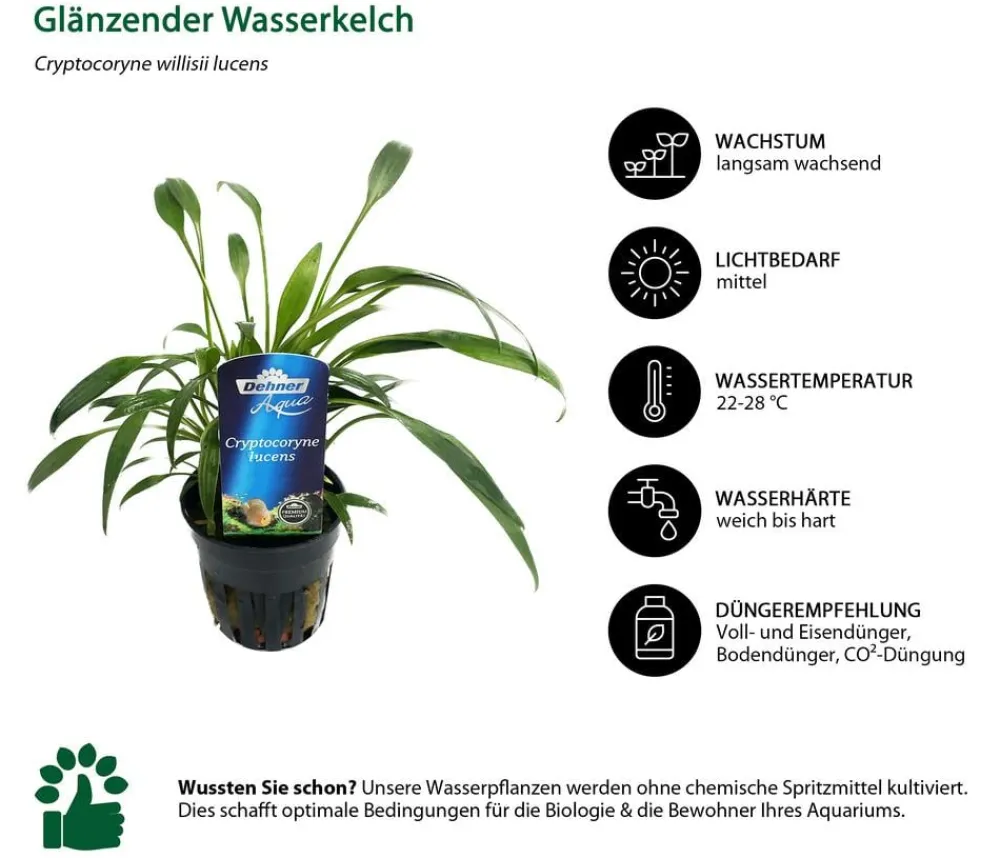 Dehner Aqua Premium Aquariumpflanzen > Aquarienpflanzen-Set Cryptocorynen-Mix, 10-teilig