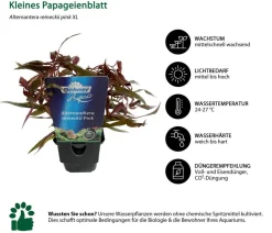 Dehner Aqua Premium Aquariumpflanzen > Aquarienpflanzen-Set Hintergrundbepflanzung, 5-teilig