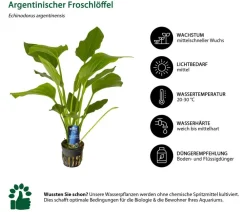 Dehner Aqua Premium Aquariumpflanzen > Aquarienpflanzen-Set Hintergrundbepflanzung, 5-teilig