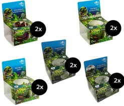 Dehner Aqua Premium Aquariumpflanzen > Aquarienpflanzen-Set Vordergrund- & Bodendeckerpflanzen In vitro, 10-teilig