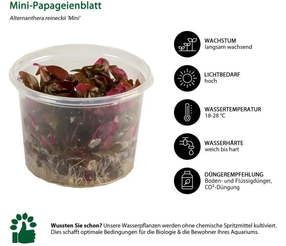 Dehner Aqua Premium Aquariumpflanzen > Aquarienpflanzen-Set Vordergrund- & Bodendeckerpflanzen In vitro, 10-teilig