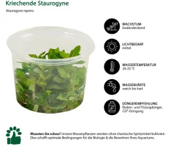 Dehner Aqua Premium Aquariumpflanzen > Aquarienpflanzen-Set Vordergrund- & Bodendeckerpflanzen In vitro, 10-teilig
