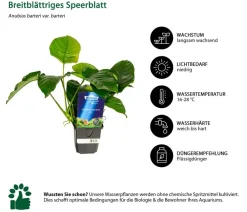Dehner Aqua Premium Aquariumpflanzen > Aquarienpflanzen-Set für Dehner Aqua Start 60, 10-teilig