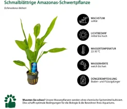 Dehner Aqua Premium Aquarienpflanzen-Set für JUWEL® AQUARIUM Rio 125 LED, 17-teilig Clearance