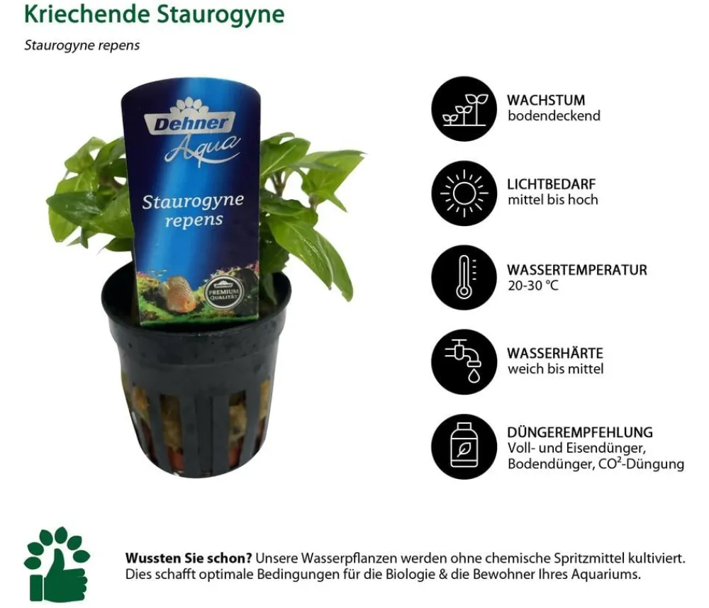 Dehner Aqua Premium Aquariumpflanzen - Aquarienpflanzen-Set Vordergrund- & Bodendeckerpflanzen im Topf, 12-teilig