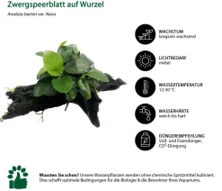 Dehner Aqua Premium Aquarienpflanzen-Set für ProLine 100, 31-teilig Discount