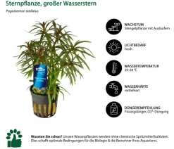 Dehner Aqua Premium Aquariumpflanzen - Aquarienpflanzen-Set für JUWEL® AQUARIUM Rio 180 LED, 37-teilig