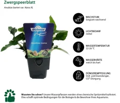 Dehner Aqua Premium Aquariumpflanzen - Aquarienpflanzen-Set für JUWEL® AQUARIUM Rio 180 LED, 37-teilig