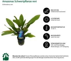 Dehner Aqua Premium Aquariumpflanzen - Aquarienpflanzen-Set Echinodorus-Mix, 8-teilig
