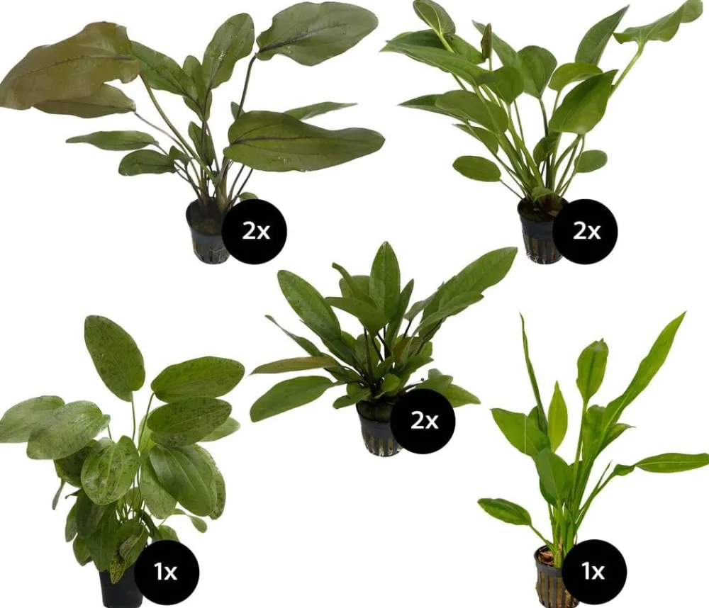 Dehner Aqua Premium Aquariumpflanzen - Aquarienpflanzen-Set Echinodorus-Mix, 8-teilig