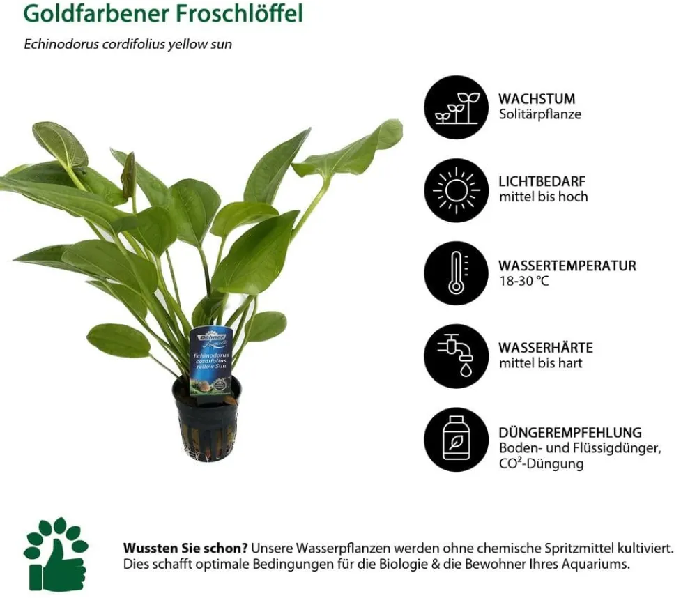 Dehner Aqua Premium Aquariumpflanzen - Aquarienpflanzen-Set Echinodorus-Mix, 8-teilig