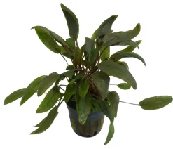 Dehner Aqua Premium Aquariumpflanzen - Beckett´s Wasserkelch - Cryptocoryne beckettii