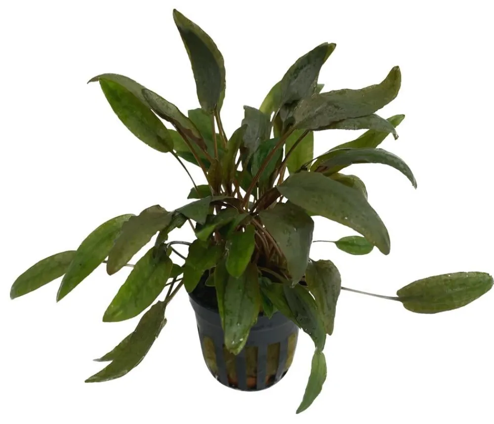 Dehner Aqua Premium Aquariumpflanzen - Beckett´s Wasserkelch - Cryptocoryne beckettii