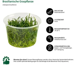 Dehner Aqua Premium Brasilianische Graspflanze In vitro - Lilaeopsis brasiliensis Grün Best