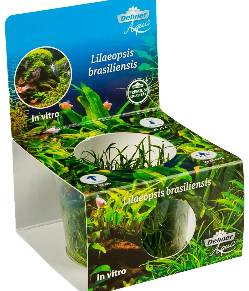 Dehner Aqua Premium Brasilianische Graspflanze In vitro - Lilaeopsis brasiliensis Grün Best