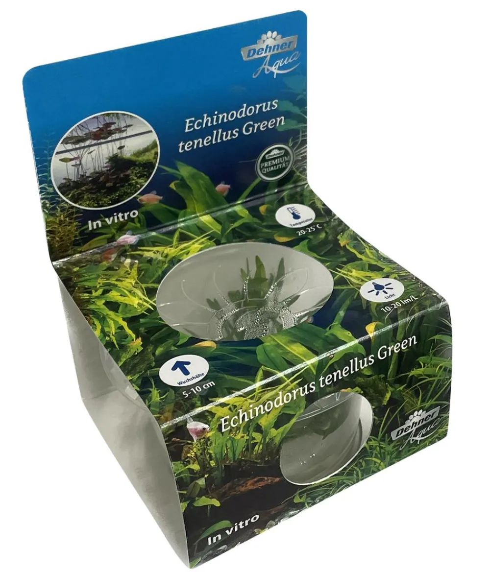 Dehner Aqua Premium Aquariumpflanzen > Grasartige Schwertpflanze In vitro - Echinodorus tenellus