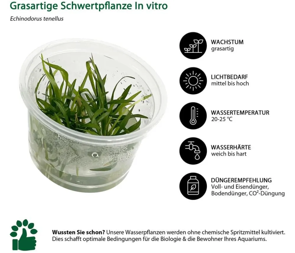 Dehner Aqua Premium Aquariumpflanzen > Grasartige Schwertpflanze In vitro - Echinodorus tenellus