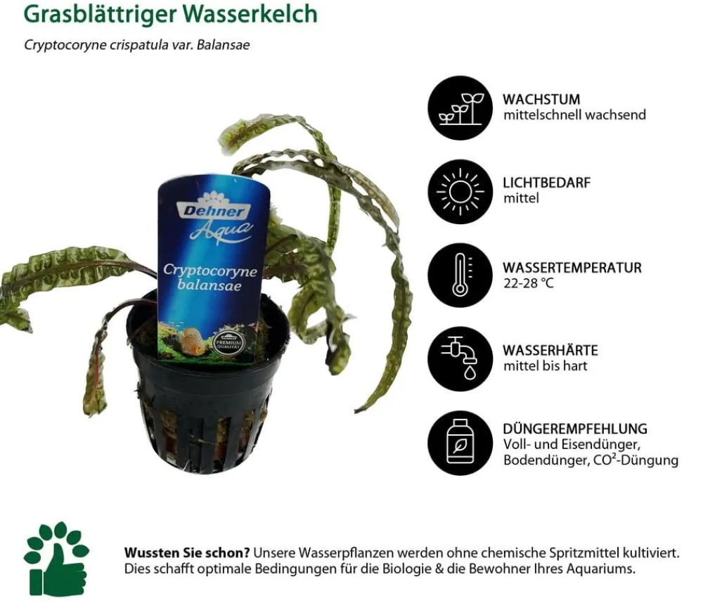 Dehner Aqua Premium Grasblättriger Wasserkelch - Cryptocoryne crispatula var. balansae Outlet
