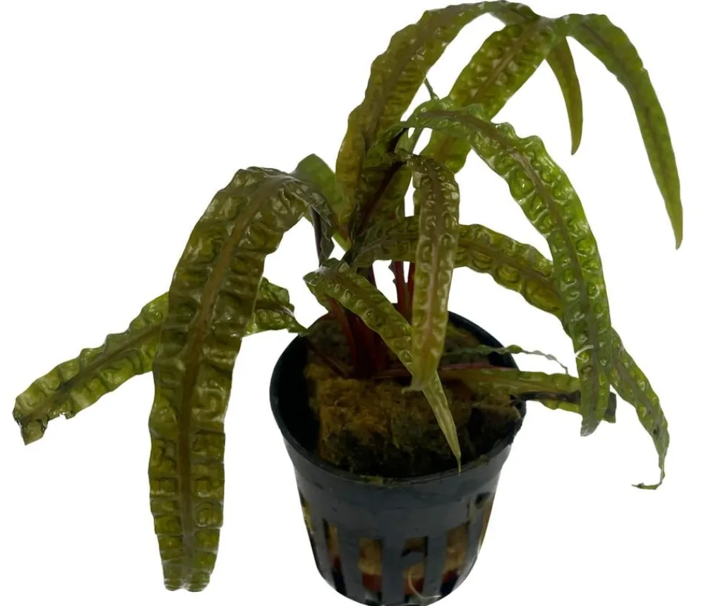 Dehner Aqua Premium Grasblättriger Wasserkelch - Cryptocoryne crispatula var. balansae Outlet