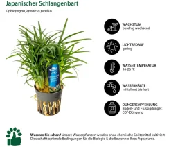 Dehner Aqua Premium Japanischer Schlangenbart - Ophiopogon japonicus pusillus Grün Hot