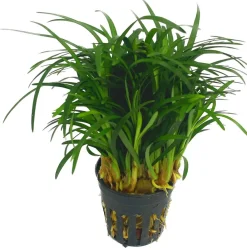 Dehner Aqua Premium Japanischer Schlangenbart - Ophiopogon japonicus pusillus Grün Hot