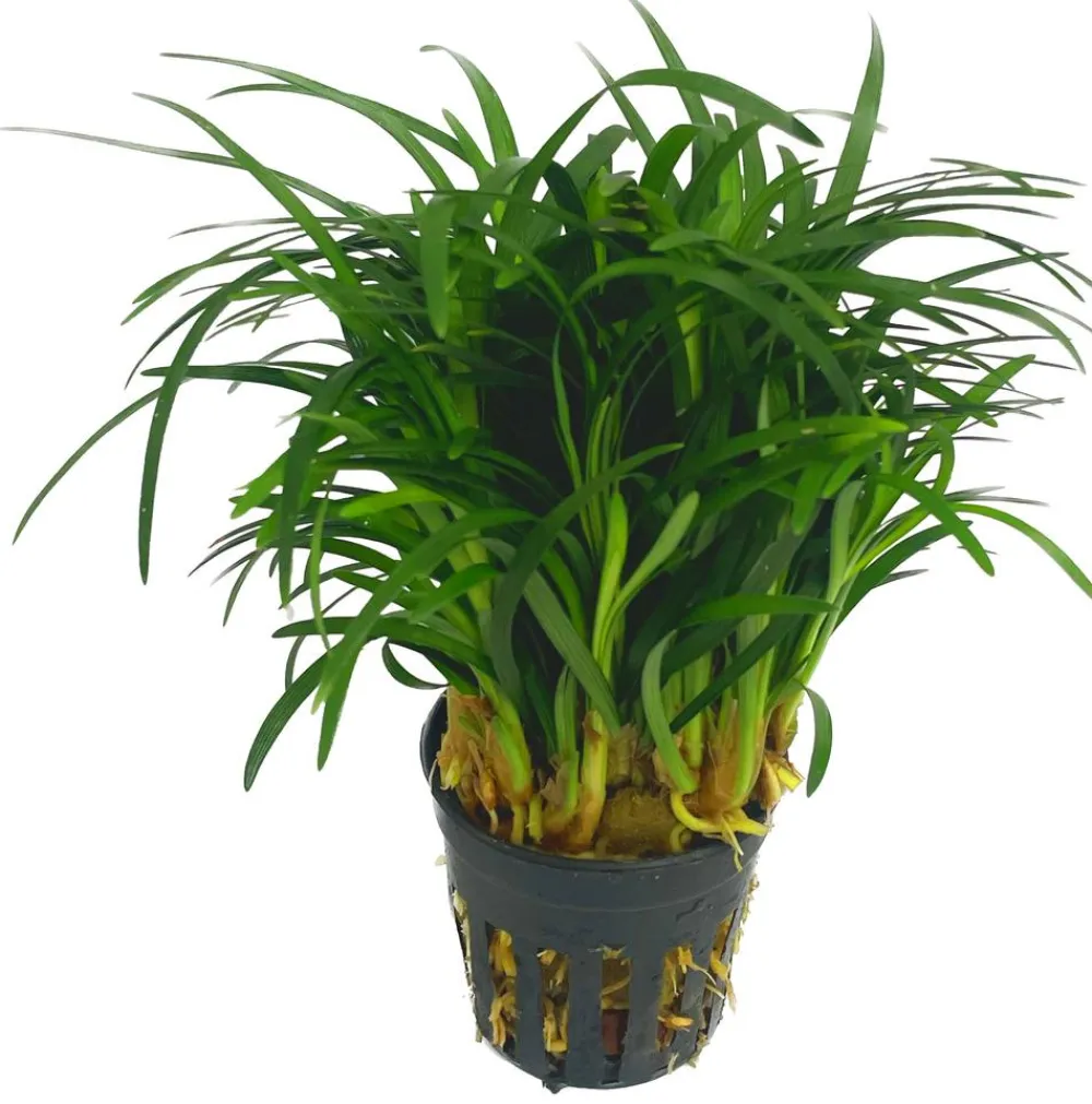 Dehner Aqua Premium Japanischer Schlangenbart - Ophiopogon japonicus pusillus Grün Hot