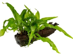 Dehner Aqua Premium Aquariumpflanzen > Javafarn auf Wurzel - Microsorum pteropus