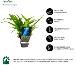 Dehner Aqua Premium Aquariumpflanzen > Javafarn - Microsorum pteropus